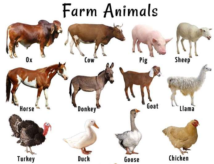 Livestock-Farm-Animals-2